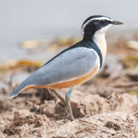 Egyptian Plover